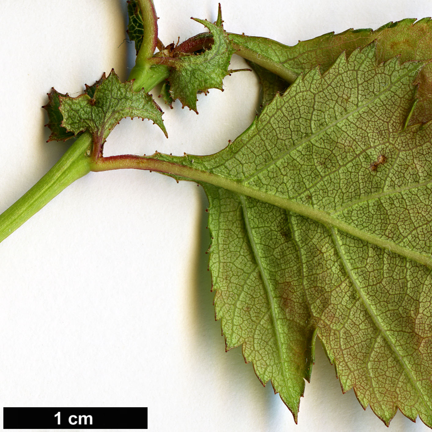 High resolution image: Family: Rosaceae - Genus: Crataegus - Taxon: intricata - SpeciesSub: var. straminea